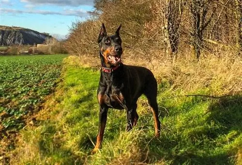 Dobermann Pinscher