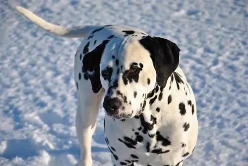 Dalmatisk