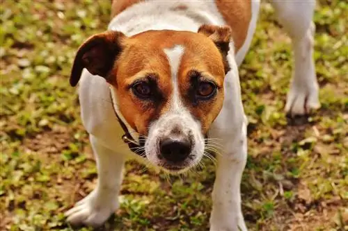 Jek Rassell Terrier