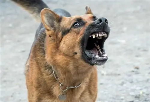 cão agressivo