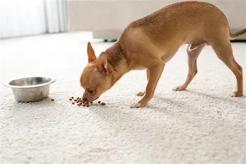 chihuahua menjant el seu menjar a terra