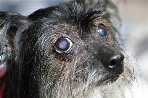 close-up blinde papillon hond