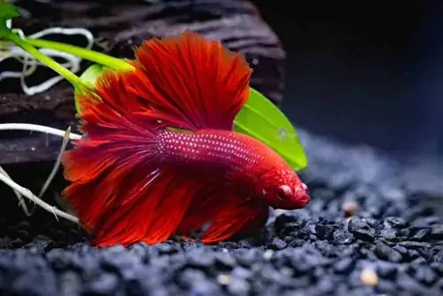 Gambar dekat ikan betta merah berenang di atas substrat hitam