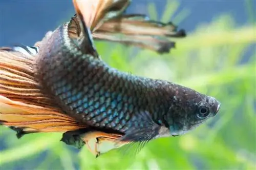 Close up ikan cupang biru / coklat dengan latar belakang tanaman akuarium hijau kabur