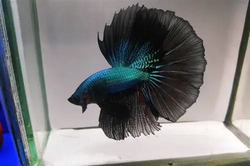 zwarte orchidee betta vis