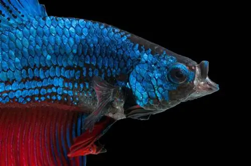 Close-up van die gesig van 'n blou betta wat op swart geïsoleer is