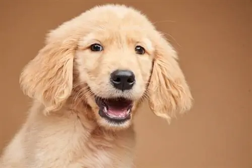 közelről egy golden retriever kiskutya mutatja a fogait