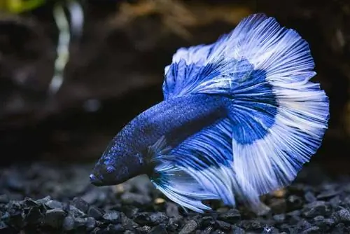 Close up ng blue half moon betta fish na umuusok sa black gravel substrate