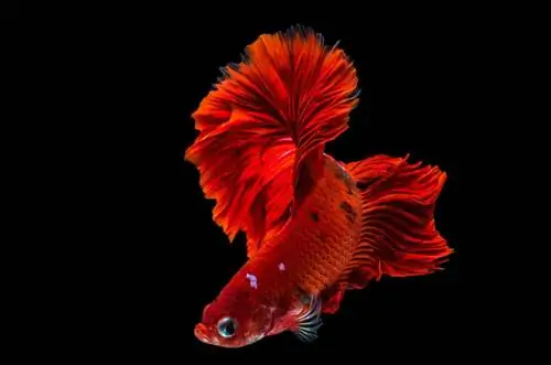 Close up ng pulang betta / siamese fighting fish sa itim na background