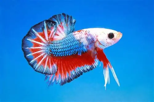 Ikan betta pelbagai warna diasingkan pada latar belakang biru