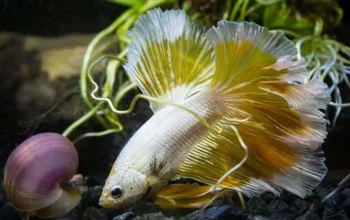 Close up ng gold half moon betta fish