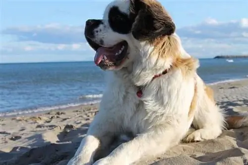 Saint-Bernard