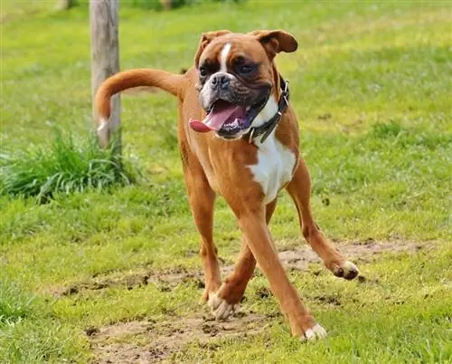 fawn boxer dog