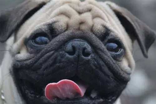 pug