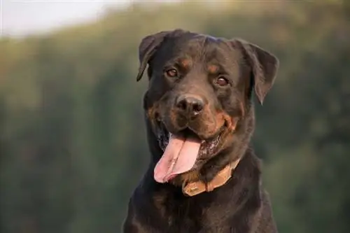 Rottweiler ምላስ ወጥቷል።