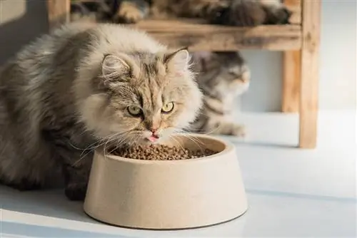 gatto persiano che mangia