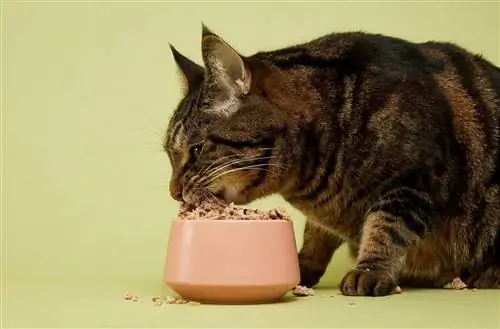 Dondurularak kurutulmuş çiğ mamanın tadını çıkaran küçük kedi