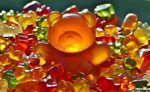 A mund t'i hanë qentë arinjtë gomë? A janë Gummy Bears të sigurt për qentë?