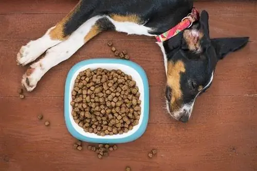 perro durmiendo la siesta