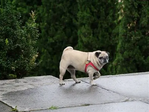 Fawn Pug met gekrulde staart