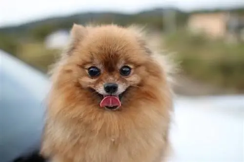 Pomeranian mbwa na ulimi nje