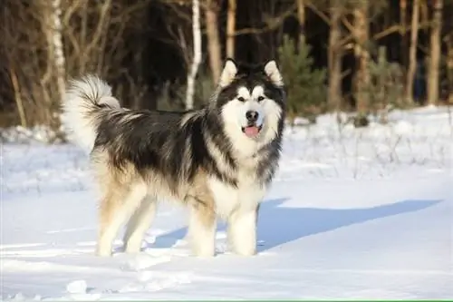 Malamute wa Alaska kwenye theluji