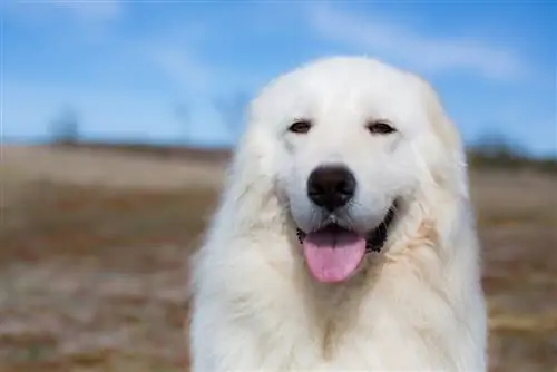 maremma sheepdog