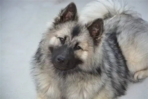 Eurasier