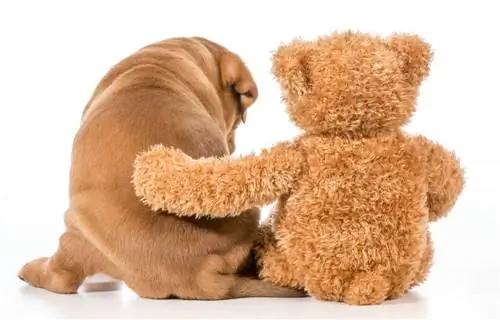 15 Cute & Ras Anjing Teddy Bear Kecil – Anak Anjing Ini Terlihat Seperti Mainan Imut