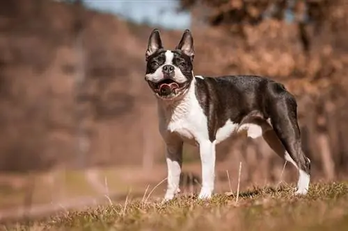 Boston Terrier Köpek Irk Bilgisi: Resimler, Özellikler & Gerçekler