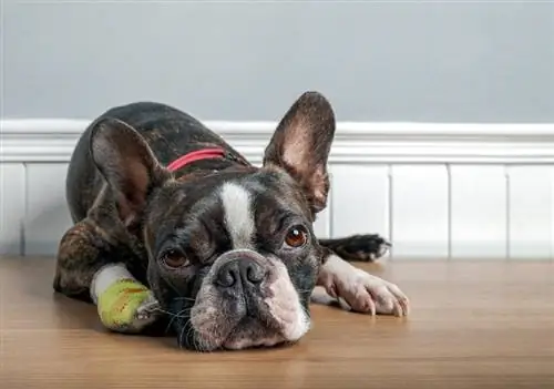 Perro boston terrier con herida