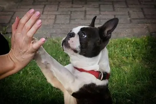 anjing terrier boston