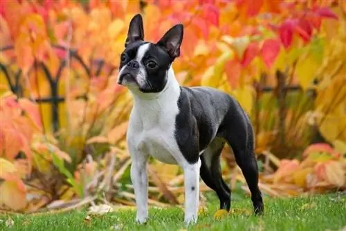 Terrier boston