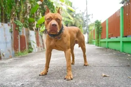 Terrier pitbull Amerika berhidung merah