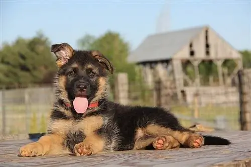 cachorro de pastor alemán acostado en una mesa en el patio