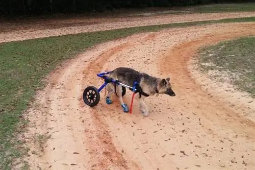 Hoftedysplasi hos schæferhunde: tegn, årsager & Behandlinger