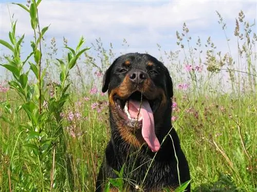 Romanong Rottweiler