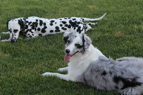 Chiens noirs et blancs