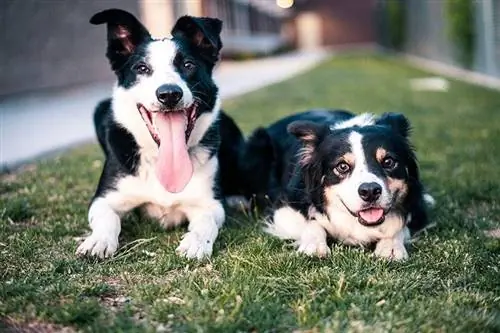 açık havada çimenlerin üzerinde yatan mutlu border collies