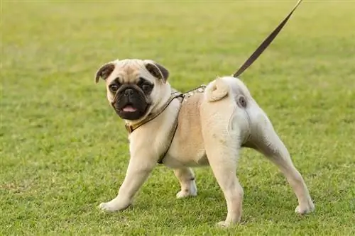 Puppy Pug կորի tail_Praisaeng_shutterstock