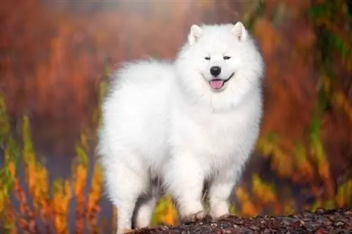 vit samojedhund i en vacker skog