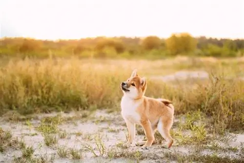 shiba inu en el cepillo