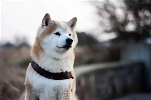 shiba inu zunaj Japonske