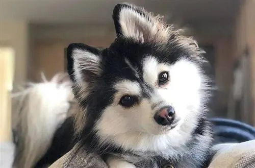 Uzazi wa mbwa wa Pomsky