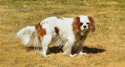 Cavalier King Charles Spaniel çimenlerin üzerinde