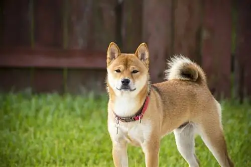 100+ Shiba Inu የውሻ ስሞች፡ አዝናኝ፣ ትርጉም ያለው & የጃፓን ሀሳቦች