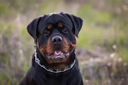 6 Pinakamahusay na Collar para sa mga Rottweiler noong 2023 – Mga Review & Mga Nangungunang Pinili