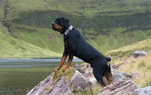 rottweiler-በተራሮች_ፎቶግራፊ_ሹተርስቶክ