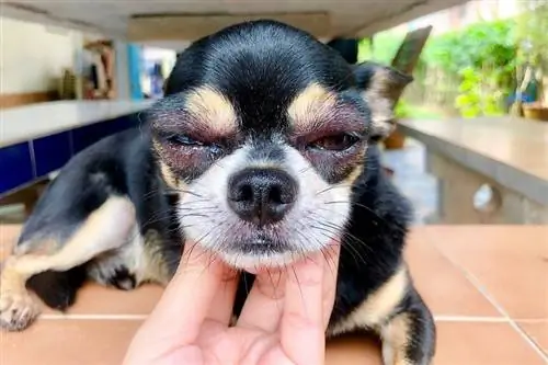 Das Gesicht des Hundes ist geschwollen? Hier erfahren Sie, was zu tun ist! (Unsere Tierarzt-Antworten)