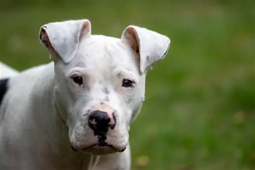 witte pitbull